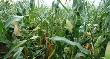 Figure 4. High plant density corn presenting late-season stalk lodging