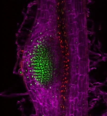 A technique that causes fluorescence allows researchers to see how the hormone cytokinin is involved in forming root nodules