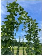 Cultivars of Hops