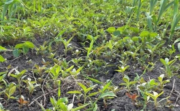 A very high level of waterhemp and giant foxtail infestation in a corn field in a recent trial conducted at the ISU Research Farm in Ames