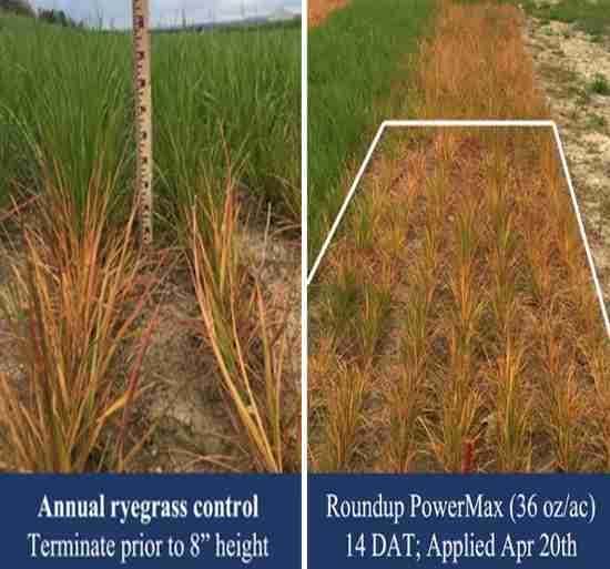 Annual ryegrass terminated with an herbicide when less than eight inches in height