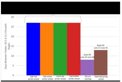 Number of days between Feekes 10.5.4-11.3 growth stages