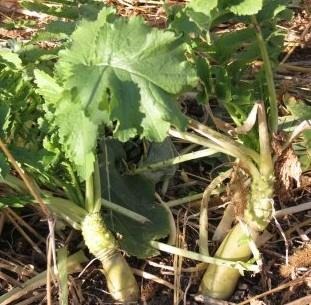 Incorporating tubers, such as these radishes, into the cover crop mixture can help break up compacted soil and add organic matter that will improve the soil’s water-holding capacity