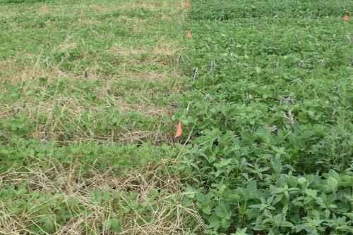 Waterhemp infestation in cereal rye (terminated at anthesis stage, planting green) cover crop plots (left) vs. no cover crop plots (right) in soybean at the ISU Bruner Farm near Ames, IA