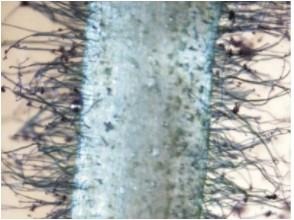 A high-resolution root hair image taken from a cowpea seedling root sample. The image was taken after 14 days of growth on germination papers. Root hairs play important roles in cowpea tolerance to drought and poor soils