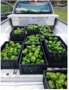 A green pepper harvest from 2018