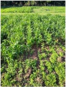 A plot of cover crops – Sunn hemp and sorghum sudangrass – in 2019