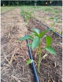 Green pepper plants after transplanting in 2019