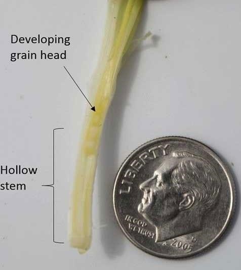 Wheat plant reaching the first hollow stem stage of growth