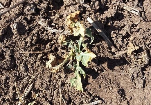 Army cutworm feeding in winter canola near Hutchinson in 2015