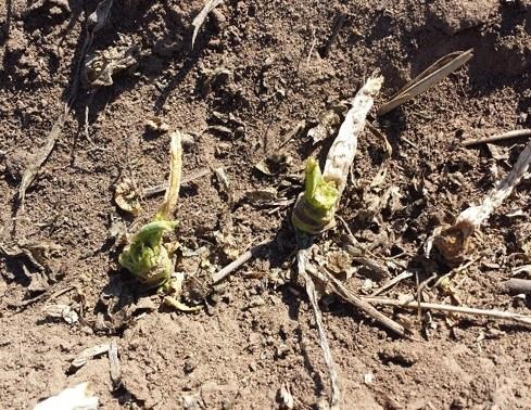 Severe army cutworm damage to winter canola