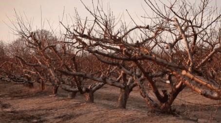 How Growers Measure Chilling