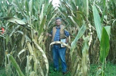 UK soil scientist John Grove in one of his no-till nitrogen source trials