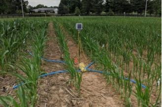 Current no-till research at UK includes this project by Hanna Poffenbarger, UK soil scientist, that measures moisture differences in no-till and conventional-tilled fields.