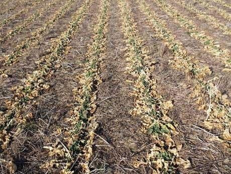 Canola beginning to break dormancy at the appropriate time for topdressing