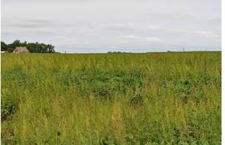 Waterhemp in Minnesota field