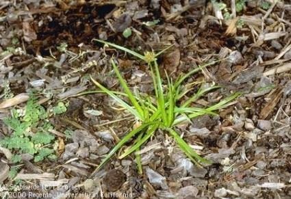 Nutsedge