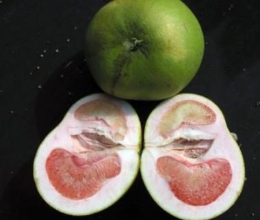 Lopsided fruit caused by citrus greening