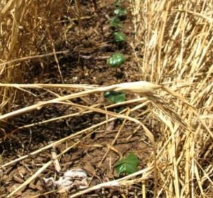 Cover crops qualify as a carbon offset project when considering carbon credits.