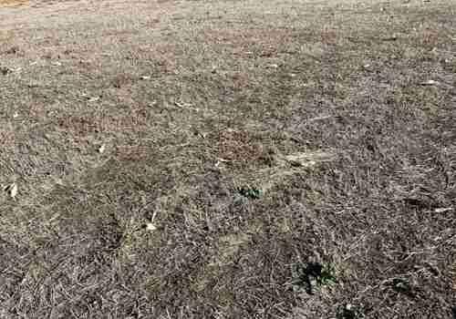 Dead brome field in eastern Kansas