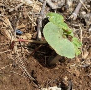 Cotton seedling damaged by grasshoppers