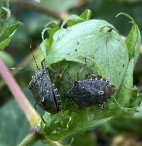 Adult brown marmorated stink bugs