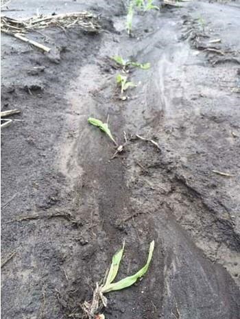 Young corn plants affected by water standing and soil erosion