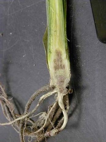 Corn plant showing symptoms of cold weather crown stress