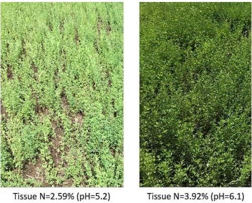 Soil pH affects nodule formation and activity for N fixation in alfalfa