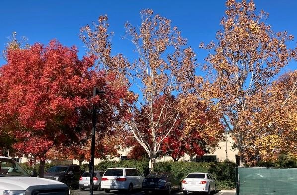 Green, yellow and orange colors are always present in leaves, but chlorophyll – the green pigment responsible for photosynthesis – is so dominant during most of the year that it masks out the other colors," says Igor Lacan, UC Cooperative Extension urban forestry advisor