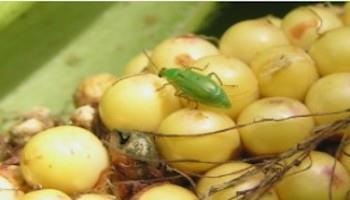 Nymph Corn Rootworm