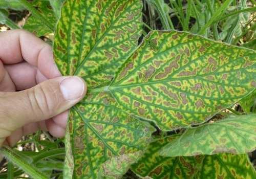 Yellowing and death of leaf tissue symptomatic of sudden death syndrome in soybean