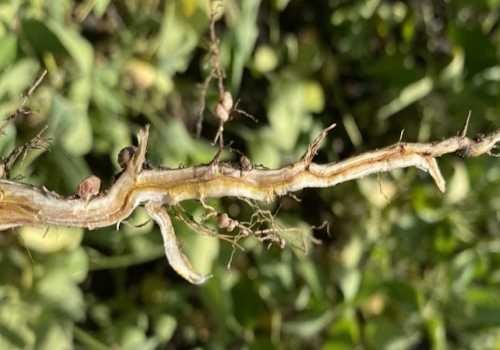 Split soybean stems to help tell the difference between SDS and diseases