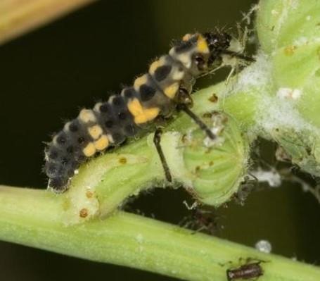 Lady beetle larvae eat the same foods but look very different than adults