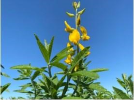 Sunn hemp is part of the family of legumes. These plants work with soil microbes to pull nitrogen gas from the air and form compounds the plant can use as a food source