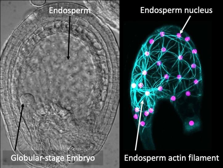 Researchers found that actin filament helps determine seed size