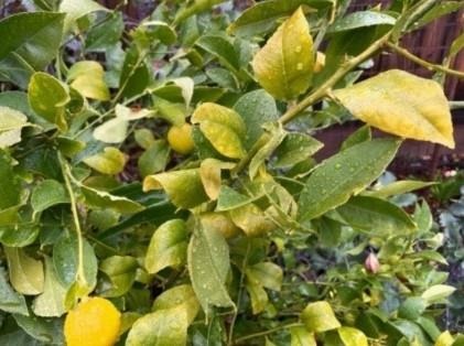 Winter yellowing on lemon leaves