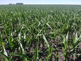 Leaf rolling in mid-morning on corn