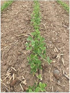 Moisture  stressed soybean at Rosemount