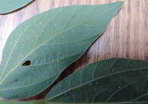 soybean aphid