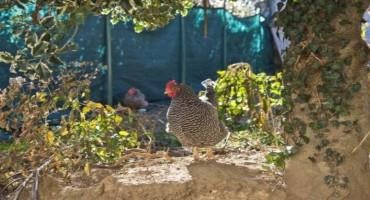 Chickens at Ms. V’s hard at work cleaning her yard in Philadelphia. (Kimberly Paynter/WHYY)