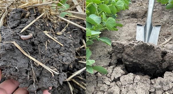 Signs of a healthy ecosystem in the field with soil health management (left), compared to signs of crusting and compaction in the plowed field (right).