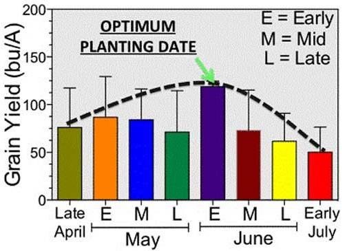 Planting date effect on final sorghum yields