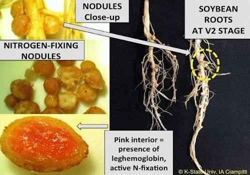 Close-up of soybean nitrogen-fixing nodules