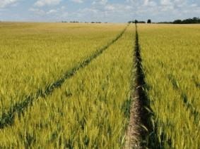 Rotating wheat with corn and soybean crops