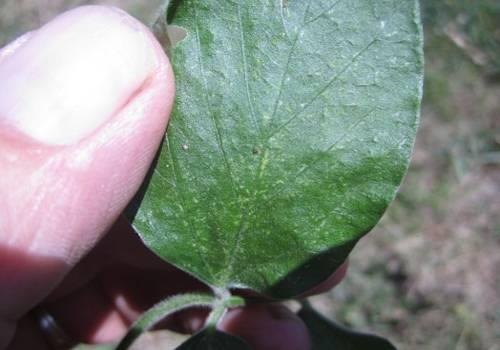 Early symptoms (stippling) of twospotted spider mite damage