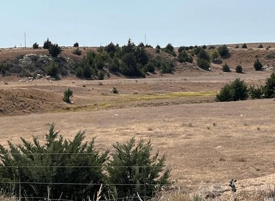 Figure 1. Eastern redcedar trees in a pasture 100 miles west of the I-135/81 corridor in Trego County, in August of 2022. The dark green trees stood out in the drought stricken and dormant brown grass that would typically be shades of green at that time of year.