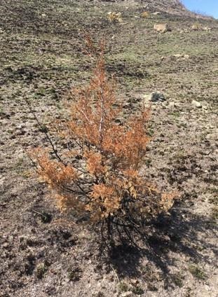 Figure 2. A 4-foot-tall cedar tree that was killed by the heat of a spring burn in Ellis County. Notice the dried leaves still on the tree, which indicates the fire did not consume and burn the tree in flames, but rather the heat of the fire was able to damage and kill the tree. 