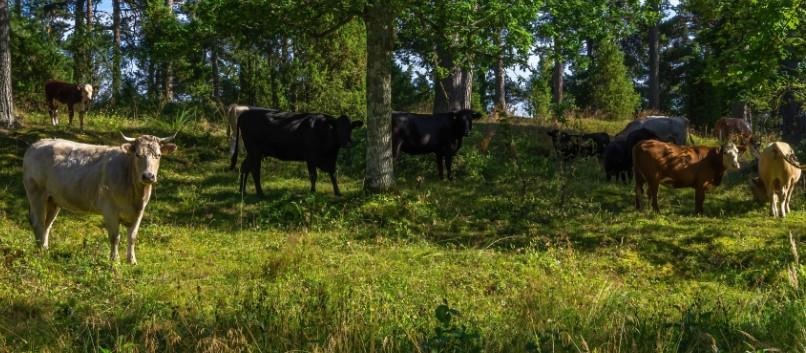 One of the benefits of silvopasturing is to relieve grazing animals, such as cattle, from the perils of heat stress.
