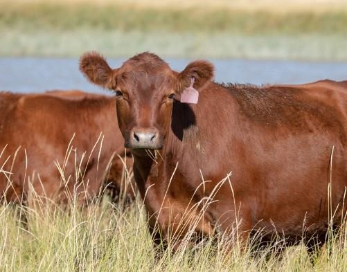 When raising or purchasing replacement heifers, each heifer’s value is based on her ability to stay in the herd and the producer’s ability to manage that productivity, control costs, and use the market to their advantage.